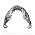 NGA88 SK766 Homo sapiens mandible superior