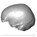 NGA88 SK798 Homo sapiens cranium lateral left