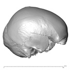 NGA88 SK798 Homo sapiens cranium lateral right
