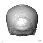 NGA88 SK798 Homo sapiens cranium posterior