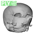 NGA88 SK798 Homo sapiens cranium ply
