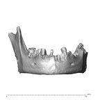 NGA88 SK798 Homo sapiens mandible anterior