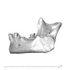 NGA88 SK798 Homo sapiens mandible lateral left