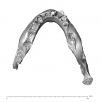 NGA88 SK798 Homo sapiens mandible superior