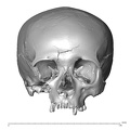 NGA88 SK830 Homo sapiens cranium anterior