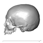 NGA88 SK830 Homo sapiens cranium lateral left