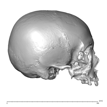 NGA88 SK830 Homo sapiens cranium lateral right
