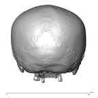 NGA88 SK830 Homo sapiens cranium posterior