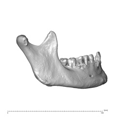 NGA88 SK830 Homo sapiens mandible lateral right