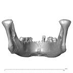 NGA88 SK830 Homo sapiens mandible posterior