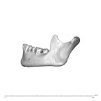 NGA88 SK860 Homo sapiens mandible lateral left
