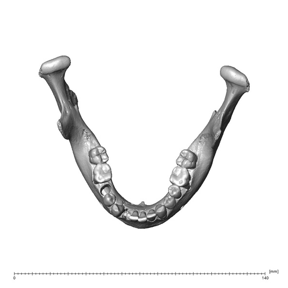 NGA88 SK860 Homo sapiens mandible superior