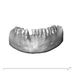 NGA88 SK860 Homo sapiens mandible dentition anterior