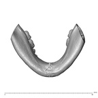 NGA88 SK860 Homo sapiens mandible dentition inferior