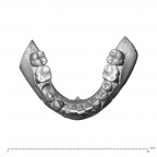NGA88 SK860 Homo sapiens mandible dentition superior