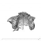 NGA88 SK860 Homo sapiens maxilla dentition inferior