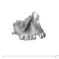 NGA88 SK860 Homo sapiens maxilla dentition lateral right
