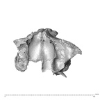 NGA88 SK860 Homo sapiens maxilla dentition superior