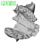 NGA88 SK860 Homo sapiens maxilla dentition ply