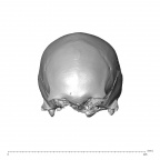 NGA88 SK86 Homo sapiens cranium anterior