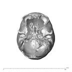 NGA88 SK86 Homo sapiens cranium inferior