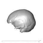 NGA88 SK86 Homo sapiens cranium lateral left