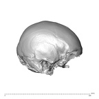 NGA88 SK86 Homo sapiens cranium lateral right