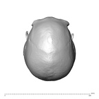 NGA88 SK86 Homo sapiens cranium superior