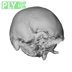 NGA88 SK86 Homo sapiens cranium ply