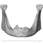 NGA88 SK86 Homo sapiens mandible anterior