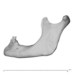 NGA88 SK86 Homo sapiens mandible lateral left