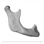 NGA88 SK86 Homo sapiens mandible lateral right