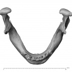 NGA88 SK86 H. sapiens mandible