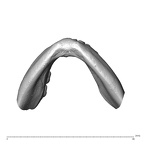 NGA88 SK889 Homo sapiens mandible dentition inferior