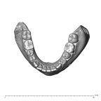 NGA88 SK889 Homo sapiens mandible dentition superior