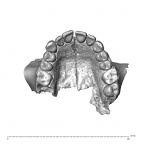 NGA88 SK889 Homo sapiens maxilla dentition inferior