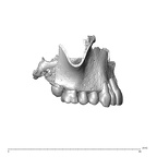 NGA88 SK889 Homo sapiens maxilla dentition lateral 1