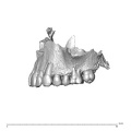 NGA88 SK889 Homo sapiens maxilla dentition lateral 2