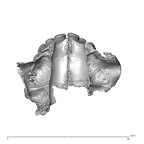 NGA88 SK889 Homo sapiens maxilla dentition superior