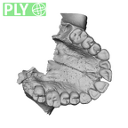 NGA88 SK889 Homo sapiens maxilla dentition ply