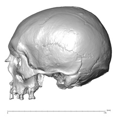 NGA88 SK917 Homo sapiens cranium lateral left