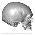 NGA88_SK917_Homo_sapiens_cranium_lateral_right.jpg