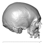 NGA88 SK917 Homo sapiens cranium lateral right