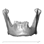 NGA88 SK917 Homo sapiens mandible anterior