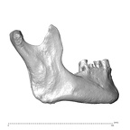 NGA88 SK917 Homo sapiens mandible lateral right