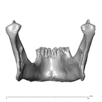 NGA88 SK917 Homo sapiens mandible posterior