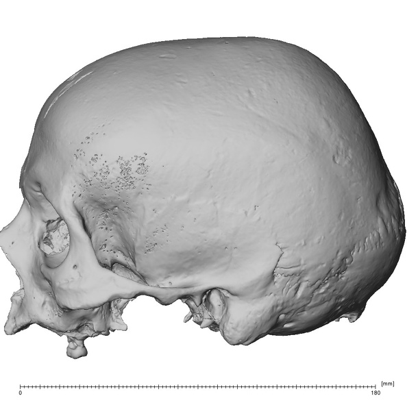 NGA88 SK919 Homo sapiens cranium lateral left