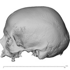 NGA88 SK919 Homo sapiens cranium lateral left
