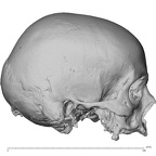 NGA88 SK919 Homo sapiens cranium lateral right