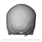 NGA88 SK919 Homo sapiens cranium posterior